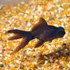 Black Moor Goldfish